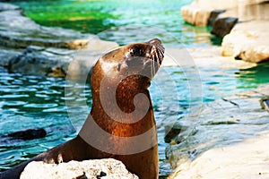 Seal