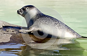 Seal