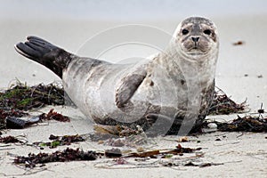 Seal