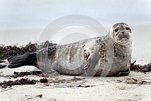 Seal