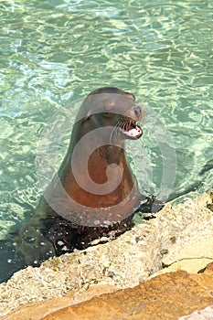 Seal