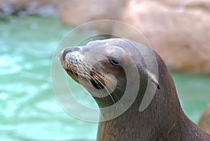 Seal