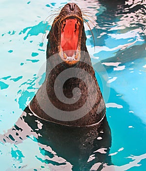 Seal