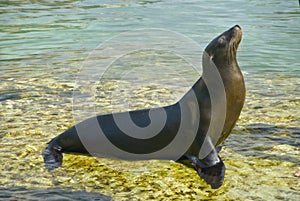 Seal