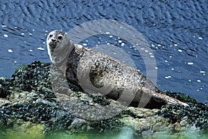 Seal photo