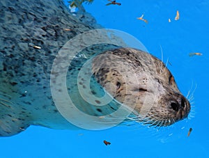 Seal