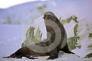 Seal