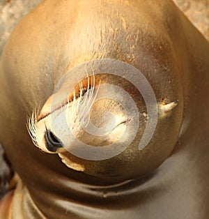 Seal