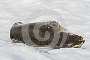 Seal