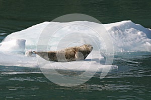 Seal on Alaskan Iceberg