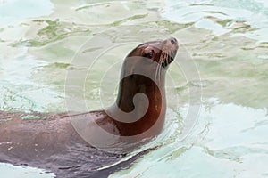 Seal animal ocean water blue amazing marine phoca