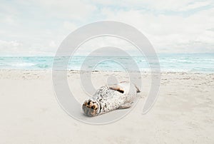 Seal animal relaxing on sandy beach sunbathing