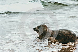 Seal animal at seaside of Grenen in Denmark
