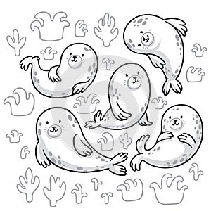 Seal animals characters in outline. Vector cartoon set