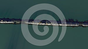 Seal, animals on pipeline in ocean with drone, nature and environment with aquatic landscape. Aerial view of marine life