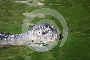 Seal aquatic mammal