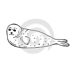 Seal arctic animal hand drawn black and white vector illustration