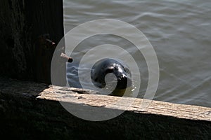 A seal around the girders