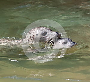 Seal baby swimming