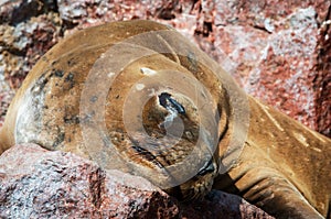 Seal on Ballestas Islands, Paracas. Peru