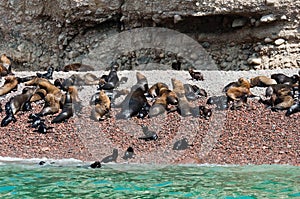 Seal on Ballestas Islands, Paracas. Peru