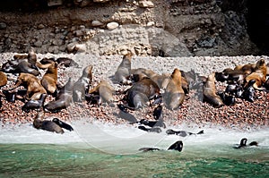 Seal on Ballestas Islands, Paracas. Peru