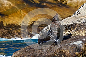 Seal basking in the morning sun