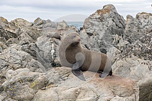 Seal Basking On Rock, Wainuiomata Coast, New Zealand