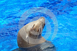 Seal basking in the sun