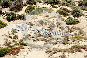 Seal Bay- Whale Bones