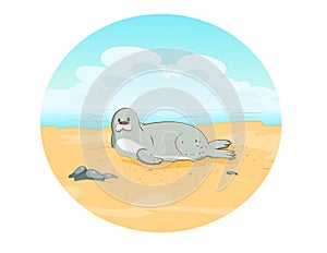 seal on beach