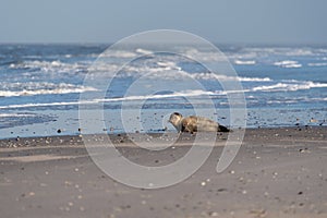 Seal on the Beach of Amrum