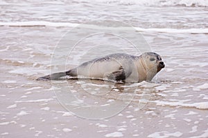 Seal on the Beach of Amrum