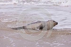 Seal on the Beach of Amrum