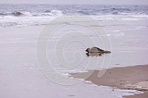 Seal on the Beach of Amrum