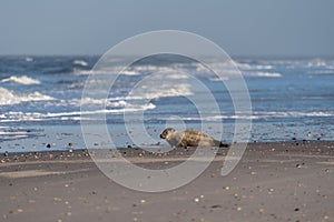 Seal on the Beach of Amrum