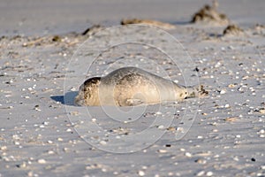 Seal on the Beach of Amrum