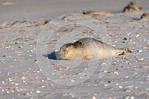 Seal on the Beach of Amrum
