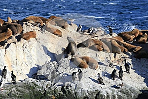 Seal in Beagle Channel, Ushuaia, Patagonia of Argentina
