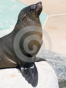 Seal begging for food