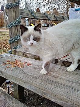 Seal bi-point mitted cat