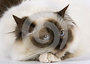 SEAL BIRMANESE CAT