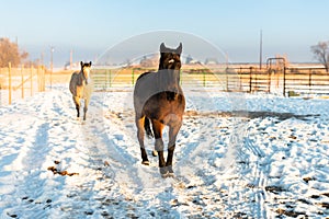 Seal Brown and Buckskin Horse Winter