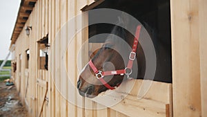 Seal Brown Horse Looking Out From The Window Of The Stall Horse Stable With Stall