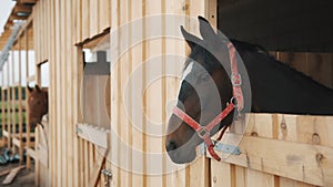 Seal Brown Horse Looking Out From The Window Of The Stall Horse Stable With Stall