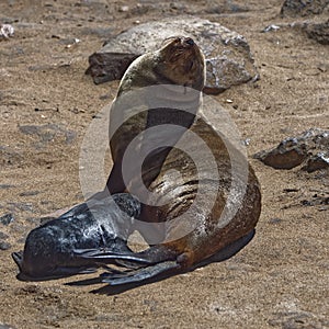 Seal and calf