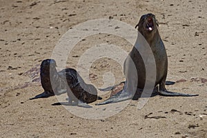 Seal and calves
