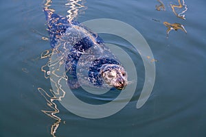 Seal, Canada