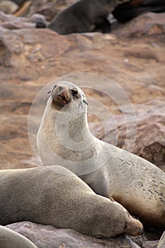 Seal at Cape Cross - Namibia