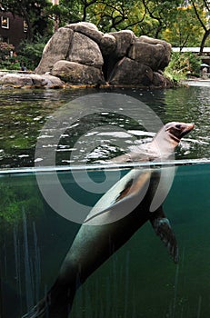 Seal at the Central Park Zoo